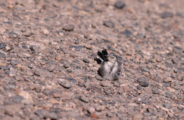 Wagtail of the current year of birth is bathed in dust...