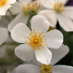 Closeup of flowers of Rosa 'Rambling Rector' in Summer