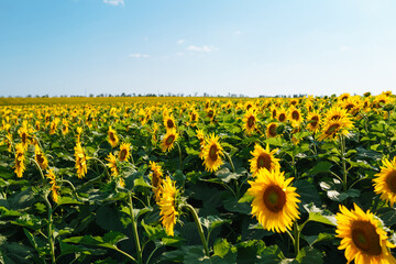 Obraz premium Field of blooming sunflowers. Agriculture, organic gardening, planting or ecology concept.
