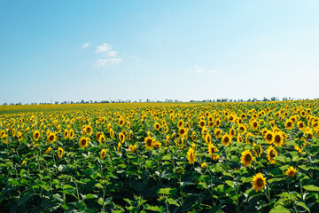 Fototapeta premium Field of blooming sunflowers. Agriculture, organic gardening, planting or ecology concept.
