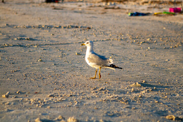 Beach Scenes  - Sand Sun and Water