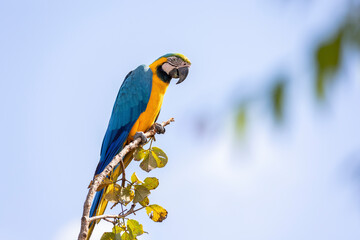 A blue and yellow macaw perched on a tree branch. Species Ara ararauna also know as Arara Canide....