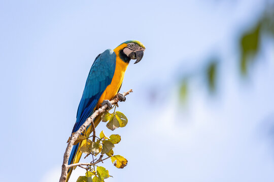 A blue and yellow macaw perched on a tree branch. Species Ara ararauna also know as Arara Canide. It is the largest South American parrot. Birdwatching. Bir lover.