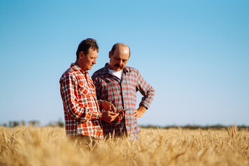 Two Farmer with a tablet on a wheat field. Smart farm. Agriculture, gardening or ecology concept.