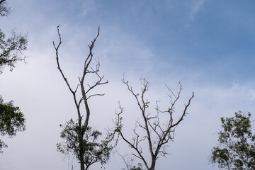 Two dry trees held their branches in the sky