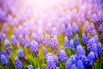 Muscari neglectum flowers