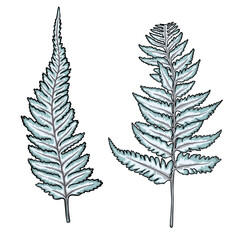 Japanese painted forest fern, hand drawn art foliage, made of real natural leaves. Decorative domesticated for city landscapes and gardens. Park forest plants, leaves and young ferns. Vector.