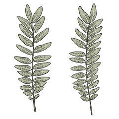 Set of green forest ferns, hand drawn art foliage, made of real natural leaves. Decorative domesticated for city landscapes and gardens. Park forest plants, leaves and young ferns. Vector.