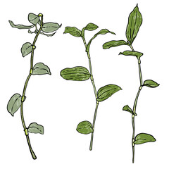 Set of house plants twig with green leaves. Domesticated room pot fresh houseplant branch. Home decoration plant. Vector.