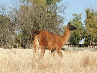 Closeup portrait photograph of a large brown Llama with a black face standing in a high grass field that is dull and brown on a sunny winter's day on a sheep farm in Gauteng, South Africa