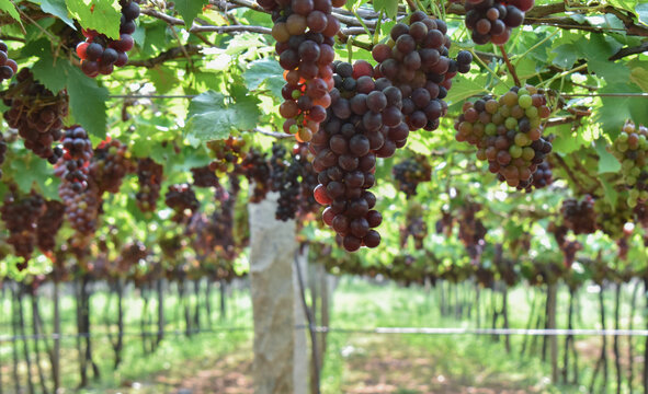 bunch of grape in grape farm
