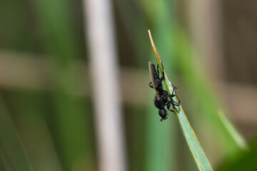 Fly
