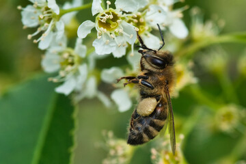 bee on a flower