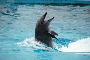 元気なイルカ達 © Tomo Nyan