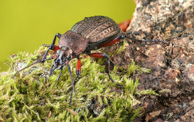 insect runner on tree bark