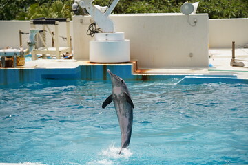 元気なイルカ達