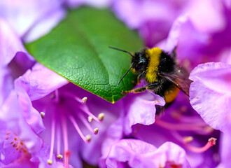 A bumblebee pollinating a pink flower. The bee has pollen on its back as it walks over the flower...