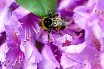 A bumblebee pollinating a pink flower. The bee has pollen on its back and legs as it walks over the flower. The bumble bee has black and yellow stripes as a warning coloration. Bee seen in Kent, UK