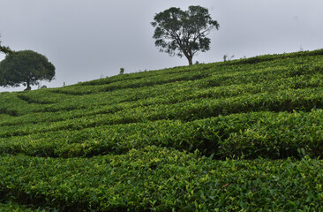 Fototapeta na wymiar tree inside tea plantation