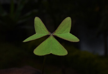 triangular shaped leaves in blurred background