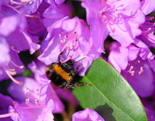 A bumblebee pollinating a pink flower. The bee has some pollen on its back as it walks over the flower. The bumble bee has black and yellow stripes as a warning coloration. Bumble bee seen in Kent, UK