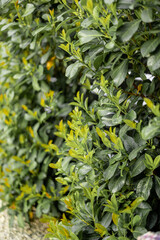 Close-up of bushes of laurel evergreen plant at garden