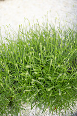 Close-up of lavender bushes that are ready to bloom