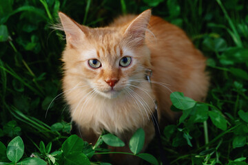 Naklejka na ściany i meble Portrait of a red cat in green grass .