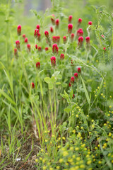 Close up of flowering wildflowers in the field