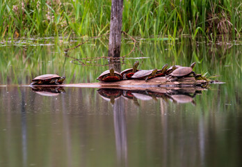 Seven Turtles A Sunning Themselves on a Log
