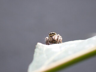 ネコハエトリ Carrhotus xanthogramma
