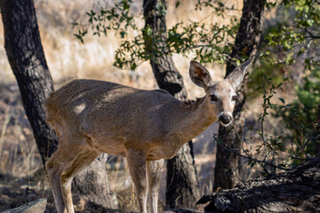 Deer 12