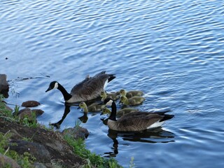 Geese, Gosling 