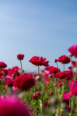 Fototapeta premium Red Flower fields and sky