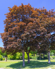 Blood beech trees in a park