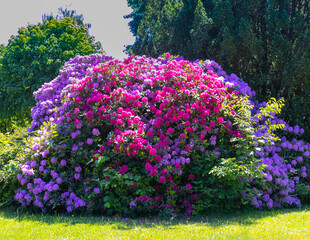 Park area with Rhododendron Bushes