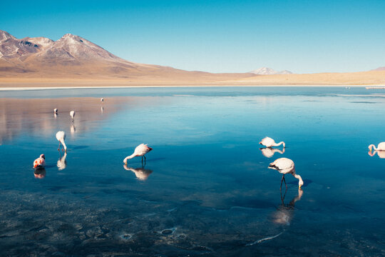 flamingos drinking water in a lake in the Uyuni salt flats