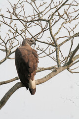 Grey headed fish eagle