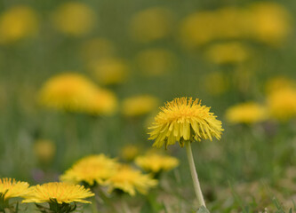Taraxacum officinale as a dandelion or common dandelion . In Polish it is known as 