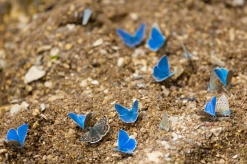 Chalkhill blue butterflies drinking water