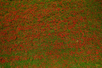 Poppy field aerial view - 508830329