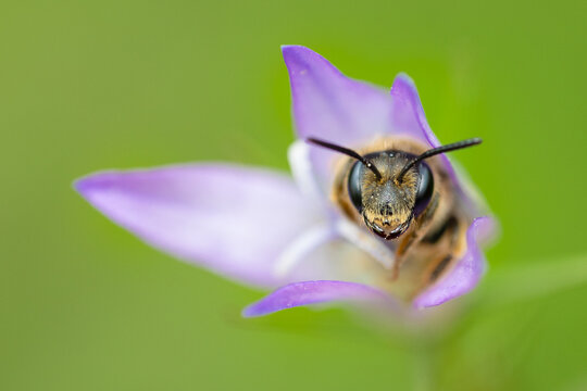 Bee inside a campanula flower