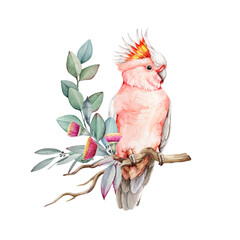 Pink cockatoo bird with flowers and eucalyptus leaves. Watercolor illustration. Hand drawn realistic Major Mitchell's cockatoo. Pink parrot with eucalyptus leaves and flowers decor © anitapol