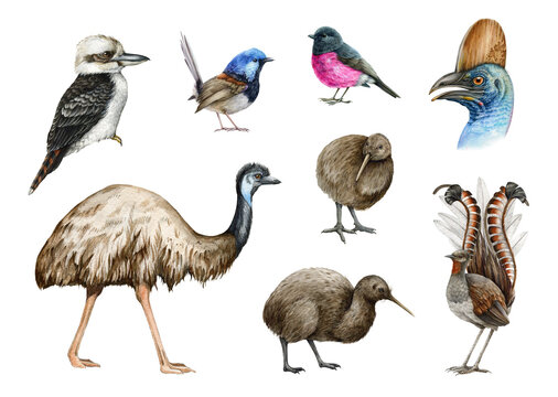 Australia and New Zealand wildlife bird set. Watercolor illustration. Emu, kiwi, fairy wren, kookaburra, lyrebird, pink robin on white background. Wildlife Australia bird collection