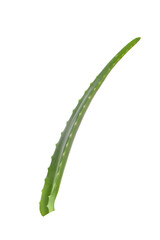 Aloe leaf isolated white background