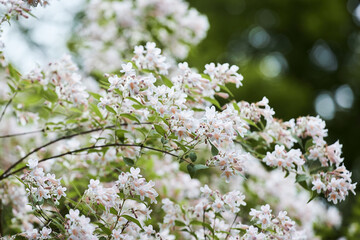 Booming ornamental plant Linnaea amabilis (Kolkwitzia amabilis). This plant is a species of flowering plants in the family Caprifoliaceae.