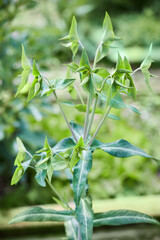 Euphorbia lathyris or Caper spurge growing outdoors, close-up - obrazy, fototapety, plakaty