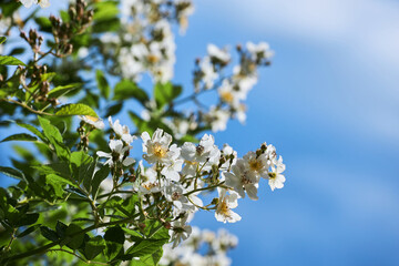 White Flowers of a Rambling Rose (Rosa filipes 'Kiftsgate') growing in a  Garden. 