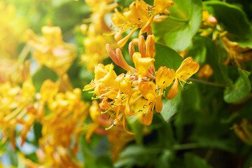 Blooming yellow honeysuckle Bush. Flowering yellow Honeysuckle (Woodbine). Lonicera japonica, known as Japanese honeysuckle and golden-and-silver honeysuckle