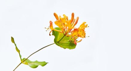 Blooming yellow honeysuckle Bush. Flowering yellow Honeysuckle (Woodbine). Lonicera japonica, known...